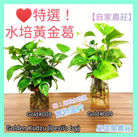 辦公室水種植物風水|辦公室風水2023｜5種開運植物推薦！黃金葛招貴人、 